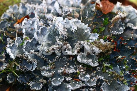 Saw something that caught your attention? Texture Moss Gray Mold Stock Photos - FreeImages.com