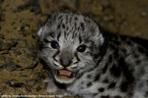 Snow Leopard Trust Researchers Encounter Wild Snow Leopard Cub Snow