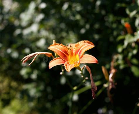 Orange Lily Fire Lily Tiger Lily Or Lilium Bulbiferum Flowers And