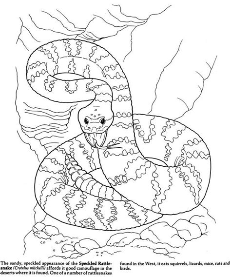 Desert Animals Coloring Pages: Exploring the Fascinating World of
