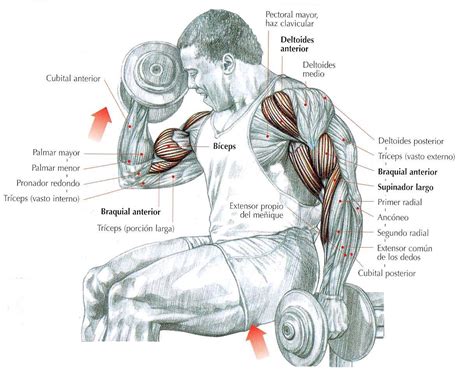 zona fitness rutina de entrenamiento biceps