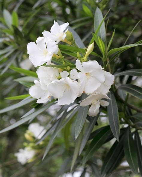 The White Oleander Plant A Beautiful And Toxic Beauty Leliawuyf