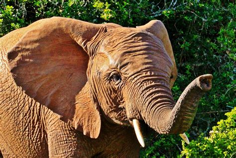 The African Elephant Discover The Worlds Largest Land Animal