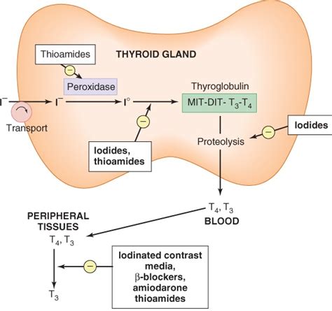 Doctors Gates Synthesis And Transport Of Thyroid Hormones