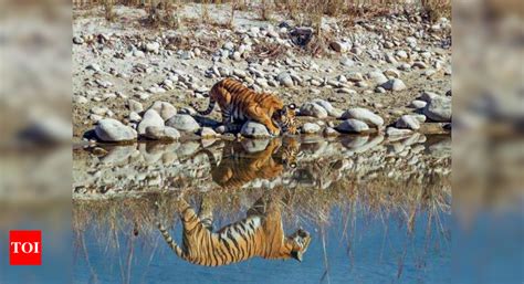 Rajaji Tiger Reserve Now Open For Tourists Dehradun News Times Of India