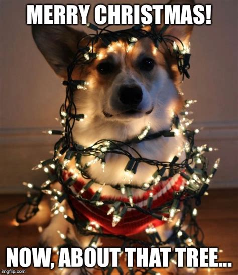 Dec 11, 2020 · jingle all the way | 50 funny merry christmas memes last modified: merry christmas - Imgflip