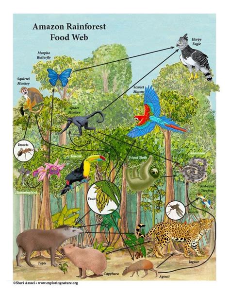 Amazon Rainforest Food Chain Diagram