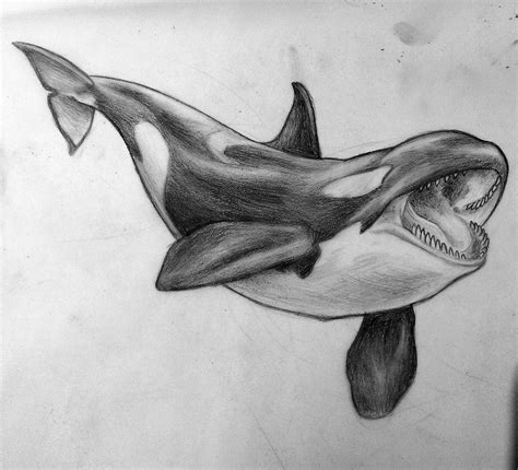 Desenho De Baleia Orca
