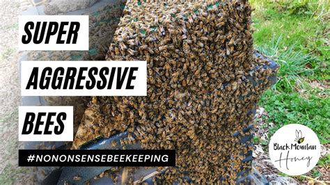 Most Aggressive Bees Super Aggressive Bees Why Are My Bees