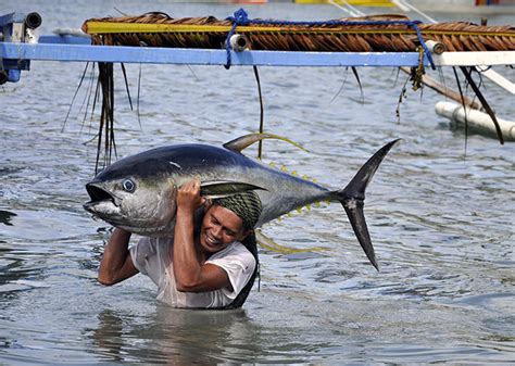 Maisie de krassel on instagram: WWF Working to Certify Tuna Fisheries by 2016 - What's New ...
