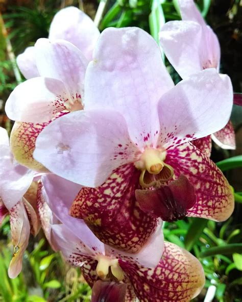 How To Care For Orchids So They Live And Grow Them Correctly So They