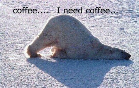 Habit 11 look for reasons to say thank you there is a. polar bear need coffee , funny cute | Funny quotes ...