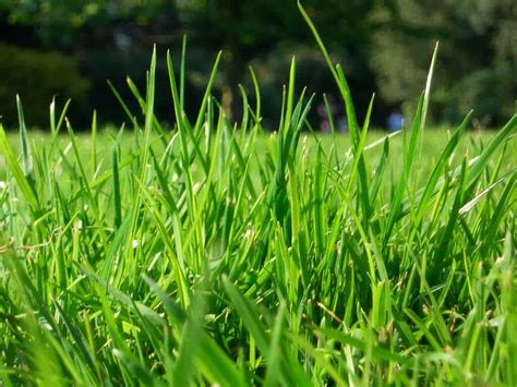 What Is The Difference Between Kentucky Bluegrass And Fescue