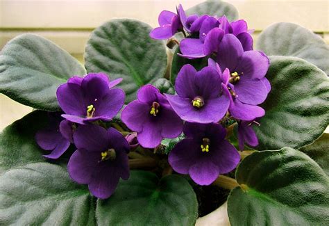 African violets, like other plants, need light for photosynthesis. 10 Tips for Caring for African Violets - Garden Lovers Club