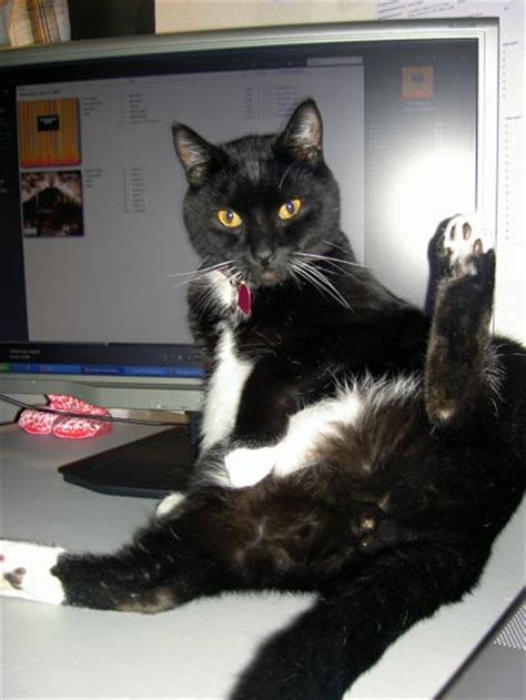 One of the best things about raspberries is that they don't fall within any of the categories of foods that are. oh GOD can cats have Piles | Mumsnet