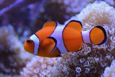 Here the authors combine models with economic assessments and find trillions of dollars in savings by mitigating lake methane. Ocellaris Clownfish - Saltwater Fish | All Our Paws