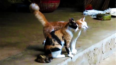 Clingy Cat Friends My Cats Sticking Together To Show Their Love Youtube