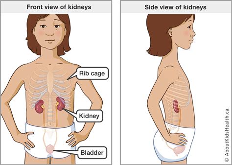 They are located just below the rib cage, one on each side of your spine. Kidney biopsy using image guidance