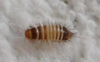 Entspricht die flecken matratze matratzen der stufe an qualität, die ich als kunde in dieser himmel preisklasse erwarte? Tier auf Matratze (Arzt, Kind, Insekten)
