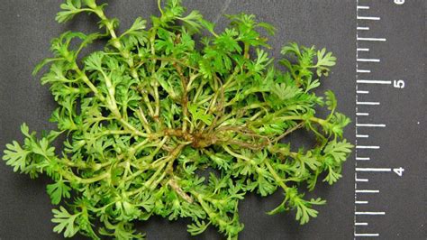 Lawn Weed Looks Like Parsley Garden Plant