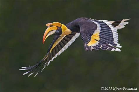 Connect and share knowledge within a single location that is structured and easy to search. Great Indian Hornbill | Funny birds, Colorful birds ...