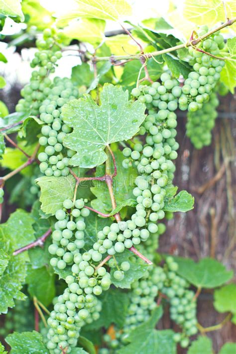 Wild Green Grapes Ripening Vine Stock Photos Free And Royalty Free
