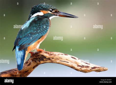 Common Kingfisher Alcedo Atthis Stock Photo Alamy