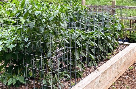 How Do I Grow Peppers Planting And Care Guide Joegardener 2023