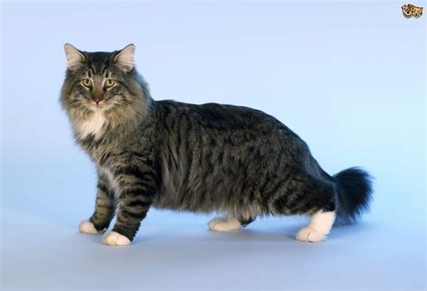 Norwegian Forest Cat Cat Breed Facts Highlights And Buying Advice