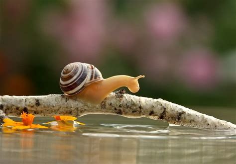 The Most Amazing Up Close Snail Photos Youll Ever See Snail Macro