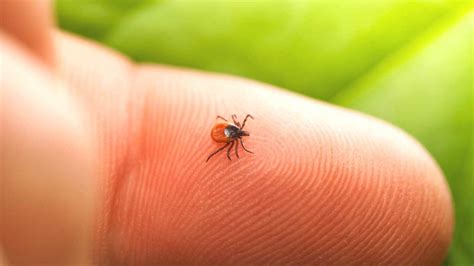Tick Bite Treatment A Complete Guidelines Live Enhanced