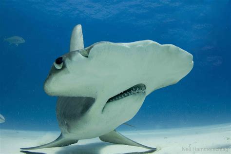Hammerhead Shark Photos From Exhilarating Dive