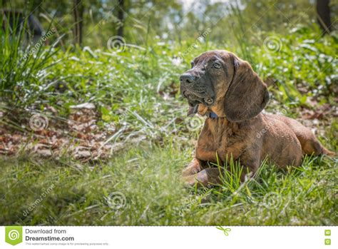 Hanoverian Hound Puppy Laying In The Grass Stock Photo Image Of