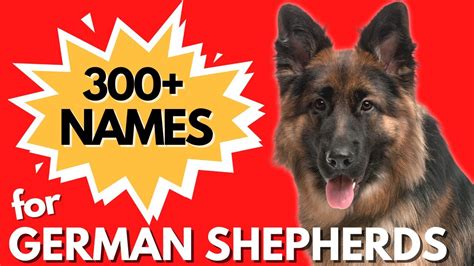 300 Most Popular German Shepherd Names Unisex Dog Names Youtube