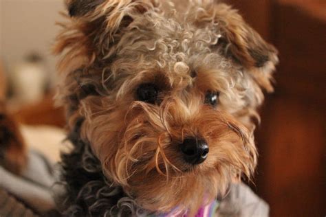 Yorkiepoo Dogs Fun Facts History And How To Get One