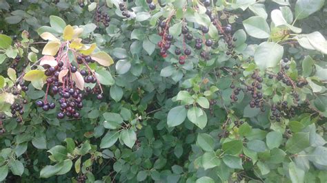 Moran Wild Berries You Can Eat Right Now Infonews