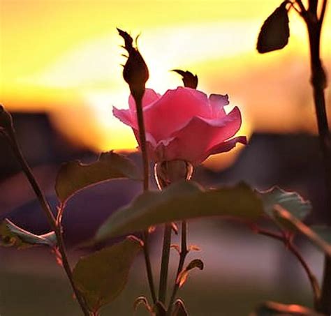 Free Download Rose In The Sunset Rose Nature Sunset Flower Hd