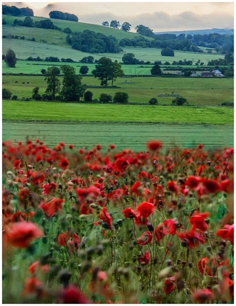 Poppy Field In Wiltshire England Scenery England Beautiful Landscapes