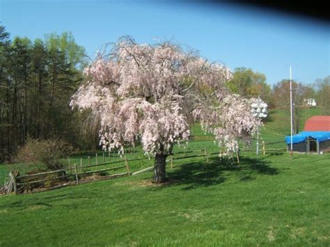 13 Best Weeping Cherry Willow Images On Pinterest Weeping Cherry Tree