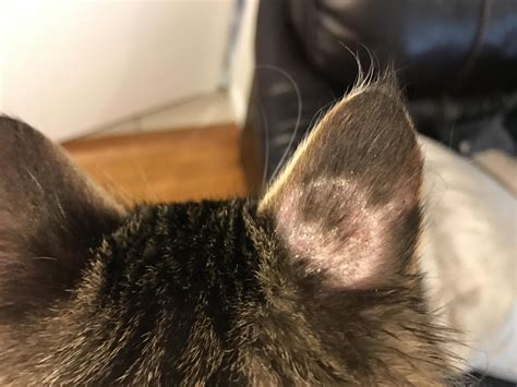 Dry Patch On Back Of Kittens Ear Details In Comments Dry Patches