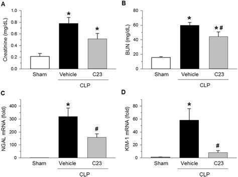 C23 Attenuates Aki After Clp Renal Function And Injury Was Evaluated