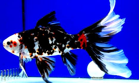 Ikan cupang merupakan salah satu ikan hias yang mudah dipelihara. Gambar Ikan Guppy Hitam Putih - Gambar Ikan HD
