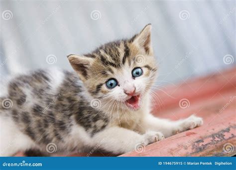 Scared Kitten On The Roof Lonely Baby Cat With Beautiful Blue Eyes