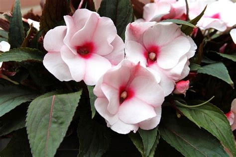 Propagating Impatiens By Seed Tips On Growing Impatiens From Seeds