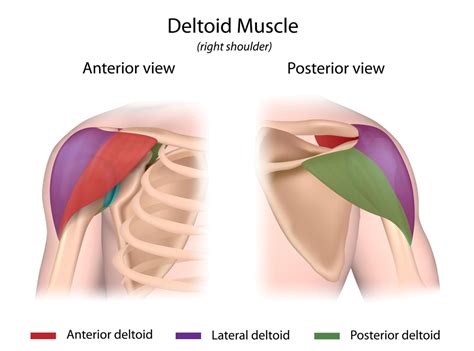 The human shoulder is made up of three bones: 3 Effective Rear Delt Exercises To Stack On Mass! - Ignore ...