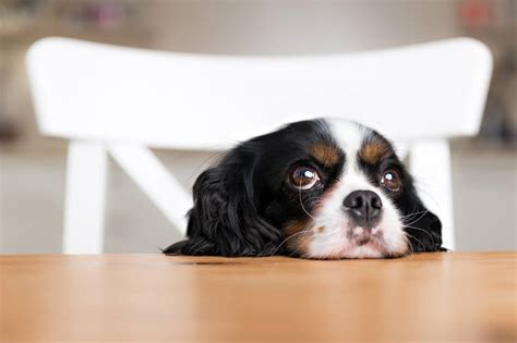 One can of cornucopia pet food contains more metabolizable energy than any of our competitors on the market. 15 Foods You Should Never Give to Your Dog