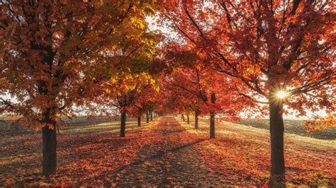 3840x2160 Autumn Fall Season Trees 4k 4k Hd 4k Wallpapers Images