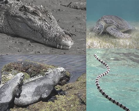 Marine Reptiles Natureglos Escience Herpetology Virtual Class Library