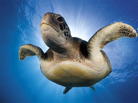 Smithsonian's Best Nature Photography Exhibit - Business Insider