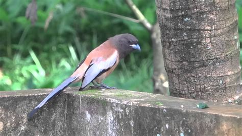 A Beautiful Bird Kerala Bird Youtube
